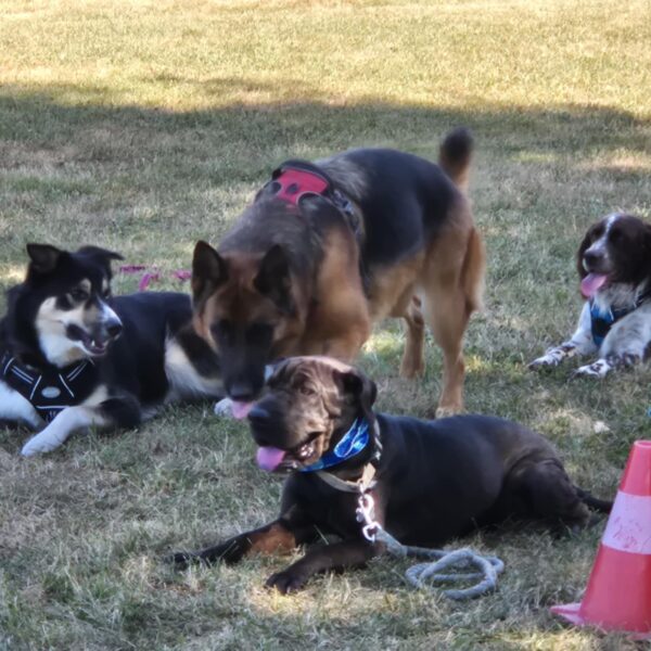 Garderie pour chiens au Complexe Canin Stay Pawsitive à Courçais dans l' Allier