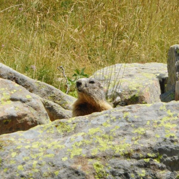 Marmotte dans la montagne près du Camping Lou Gourdan dans les Alpes-Maritimes, à Puget-Théniers