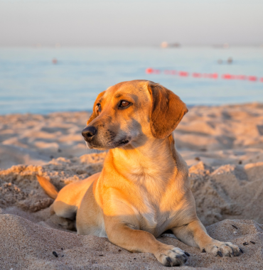 Chien à la plage sur la Côte Basque où les chiens sont acceptés, dans les Pyrénées-Atlantiques, en Nouvelle-Aquitaine