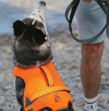 dos du gilet de flottaison orange pour chien Decathlon