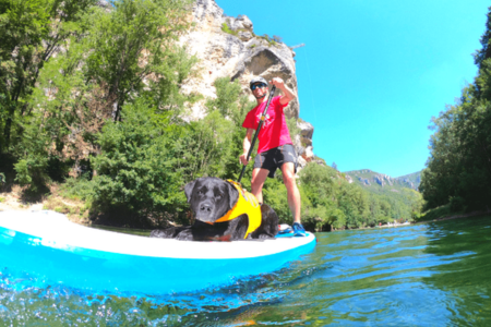 chien à l'avant du paddle