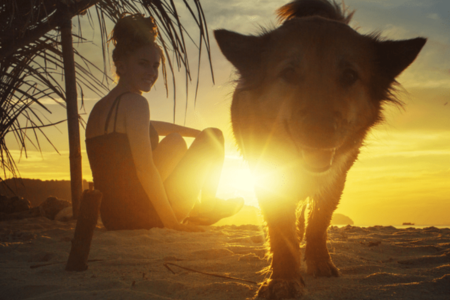 chien sur la plage pour se baigner