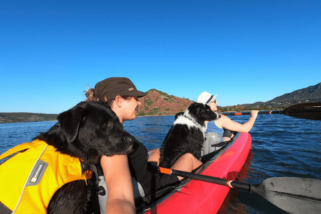 canoë avec deux chiens et deux personnes