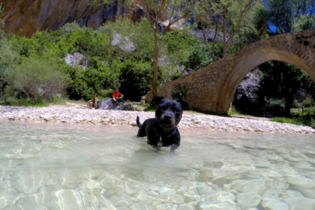 chien qui fait de la randonnée aquatique en rivière