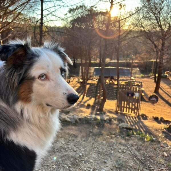 Chien au camping Figurotta 3* près de Narbonne dans l'Aude