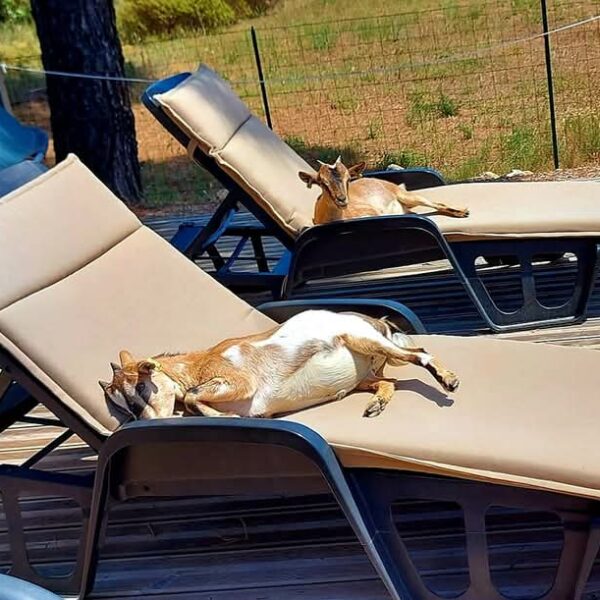 Chien se reposant sur des transats au camping Figurotta 3* près de Narbonne dans l'Aude