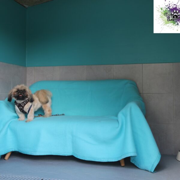 Chien dans un canapé au Complexe Canin Stay Pawsitive à Courçais dans l' Allier