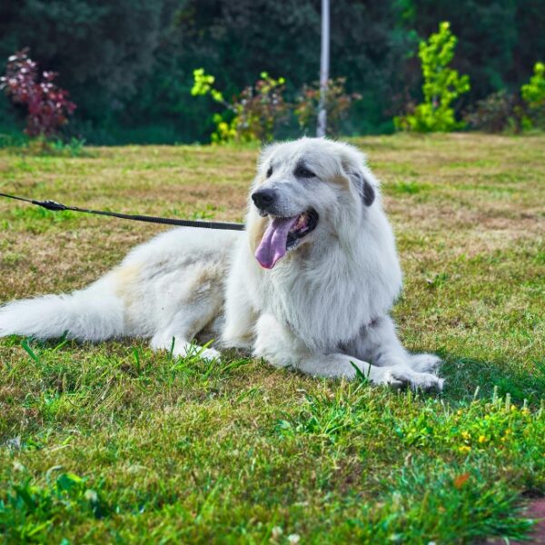 Chien dans la pelouse au Gîte Les Nymphéas à Crécy-la-Chapelle en Seine-et-Marne