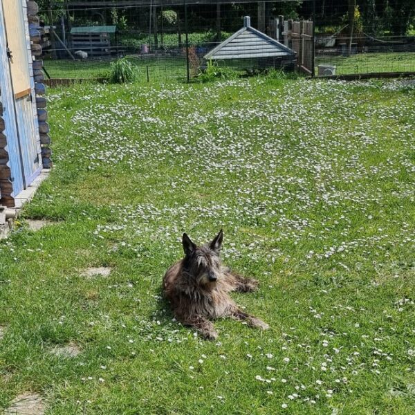 Chien dans le jardin du Gîte les Mouettes en Baie de Somme