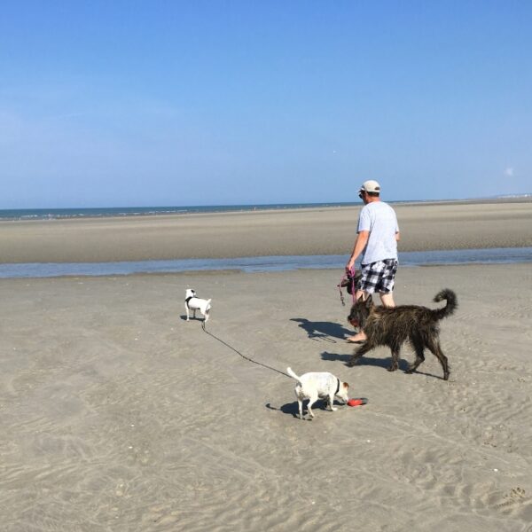 Balade sur la plage dogfriendly de Quend près du Gîte les Mouettes en Baie de Somme