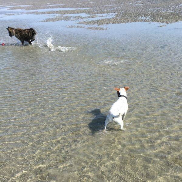 Chiens jouant dans l'eau sur la plage de Quend près du Gîte les Mouettes en Baie de Somme