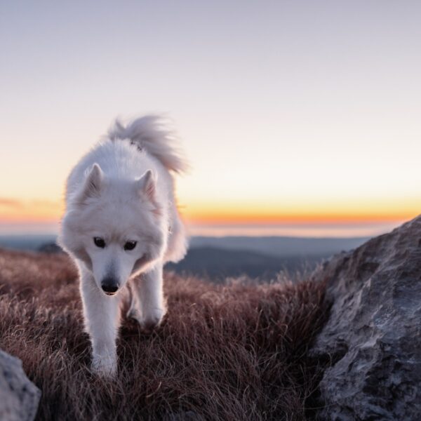 Chien se promenant près du Gîte le Balcon à Ispagnac en Lozère (48)