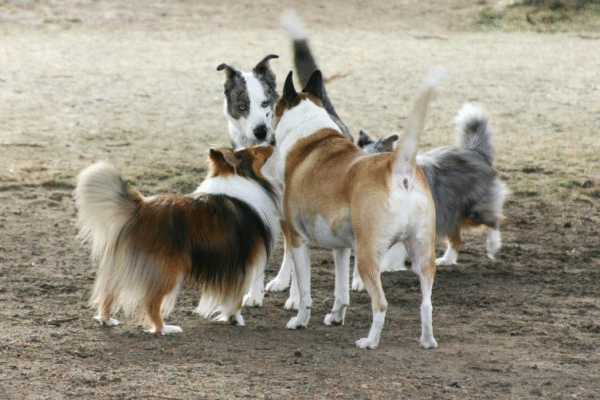 Parc canin Raoulx