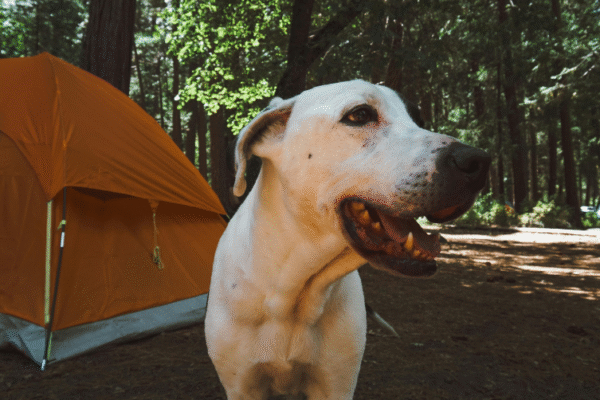 Camping L’Idéal