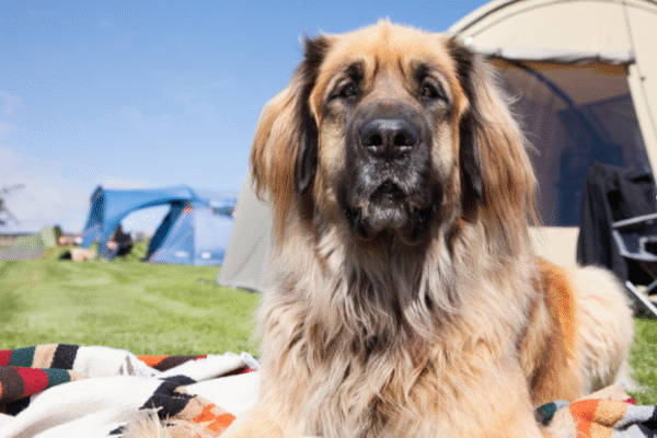 Camping La Ravoire