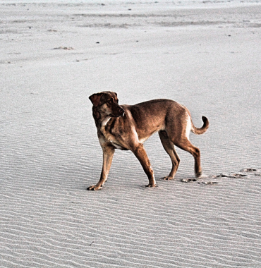 Plage des Dunes