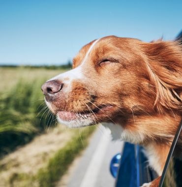 Chien en voiture en direction de l'Île de Ré, Charente-Maritime, Nouvelle-Aquitaine
