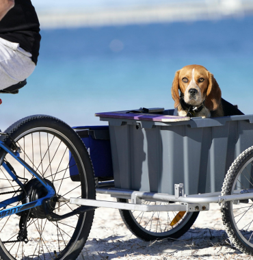 Chien dans une remorque vélo sur l'Île de Ré, en Charente-Maritime, Nouvelle-Aquitaine