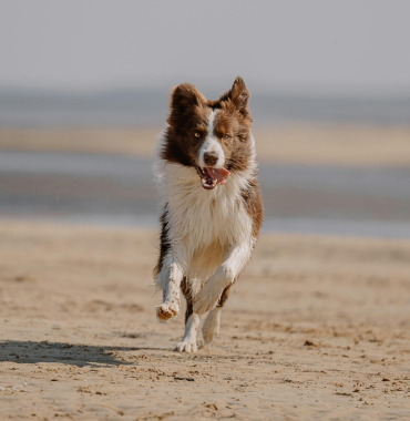 Chien sur une plage de l'Île de Ré où les animaux sont acceptés, Charente-Maritime, Nouvelle-Aquitaine