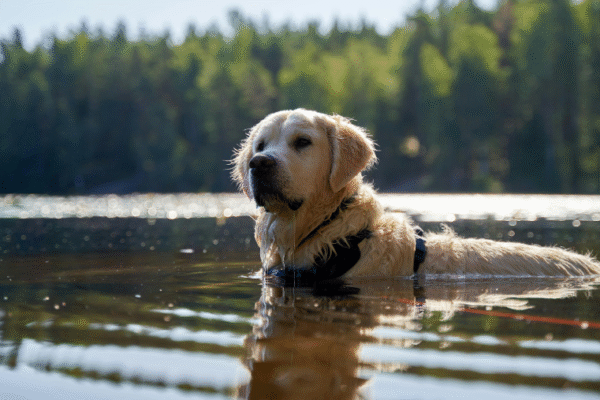 60 lacs et étangs autorisés aux chiens pour la baignade en France