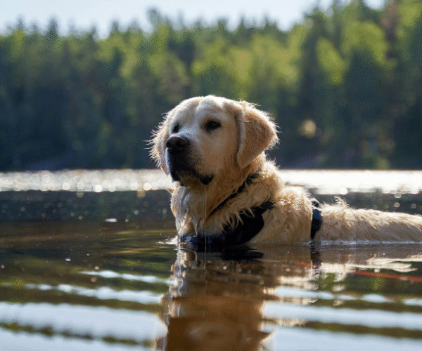 60 lacs et étangs autorisés aux chiens pour la baignade en France