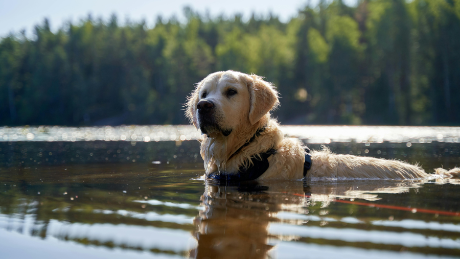 60 lacs et étangs autorisés aux chiens pour la baignade en France