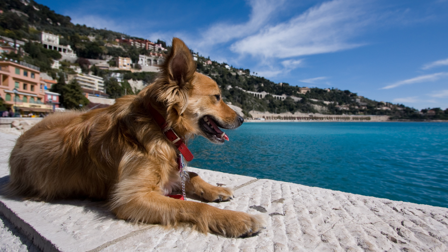 Partir sur la Côte méditerranéenne avec son chien