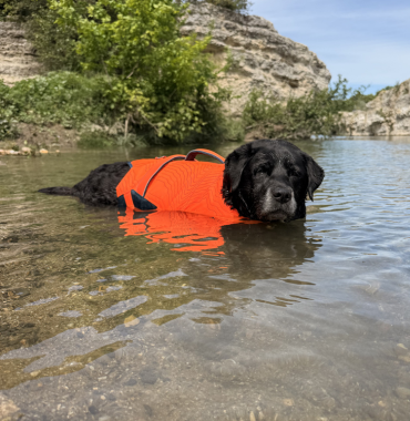Musher nage avec le gilet orange de flottaison Decathlon dans la rivière