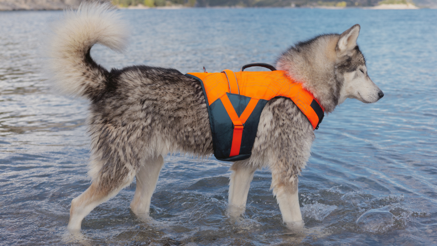 gilet de flottaison canin orange Decathlon parfaitement ajusté sur le chien