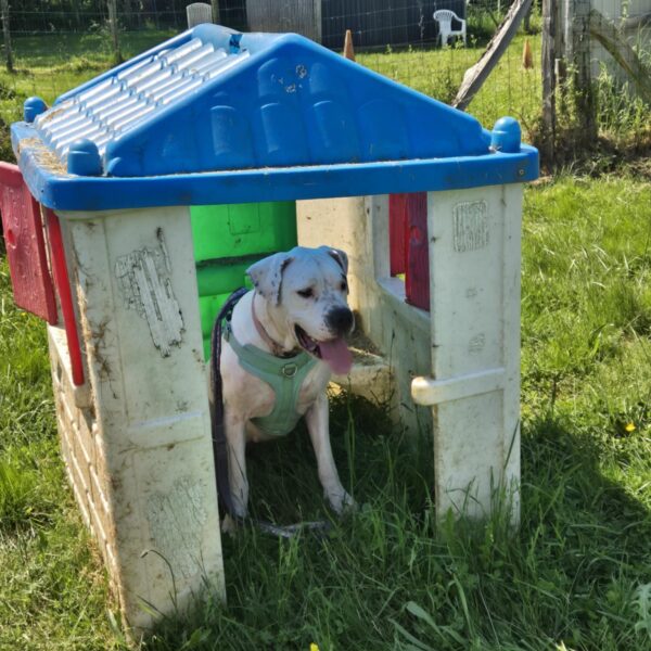 Chien dans une petite niche au Complexe Canin Stay Pawsitive à Courçais dans l' Allier