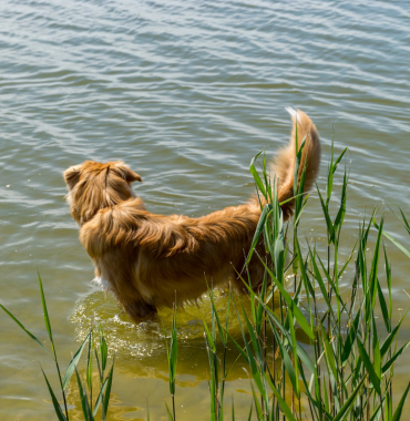 Chien au lac du Plan d'eau du Canada où les chiens sont acceptés, à Beauvais, dans l'Oise, dans Les Hauts-de-France