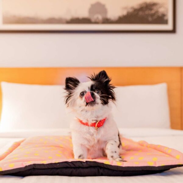 Chien accepté à l'Hôtel Ibis Nantes Centre Gare Sud en Loire Atlantique