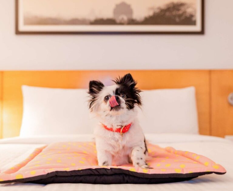 Chien accepté à l'Hôtel Ibis Nantes Centre Gare Sud en Loire Atlantique
