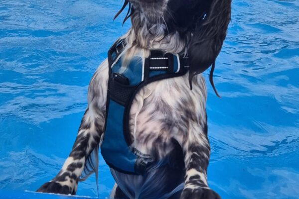 Complexe Canin Stay Pawsitive