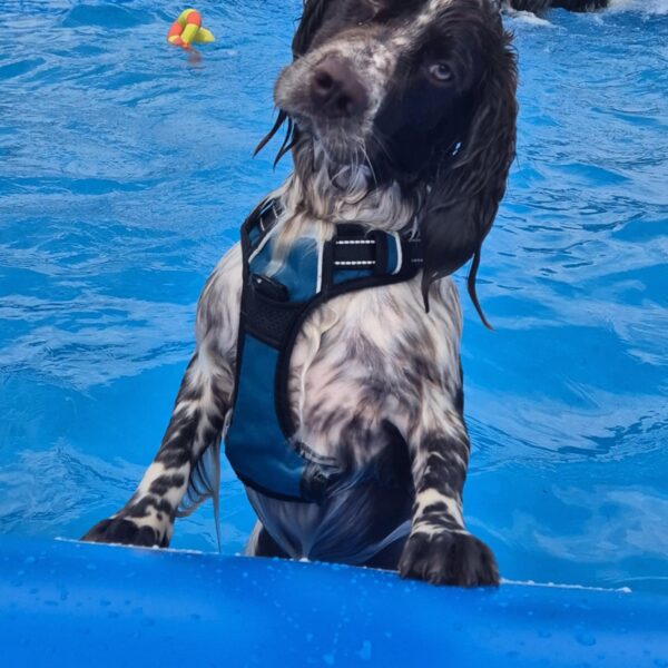 Piscine pour chien au Complexe Canin Stay Pawsitive à Courçais dans l' Allier