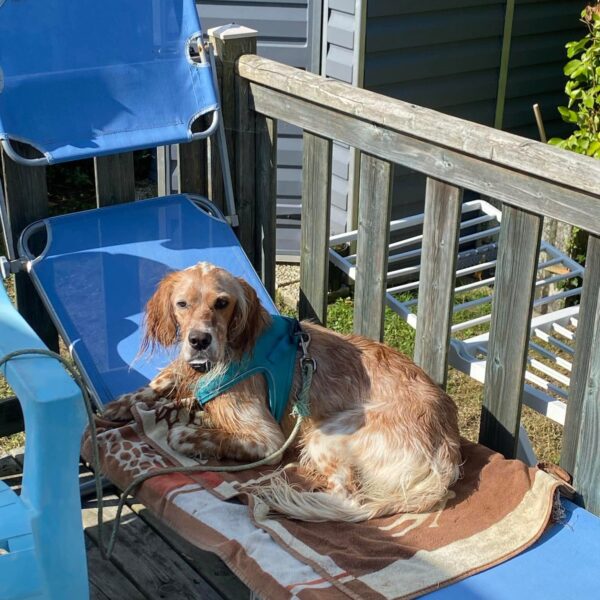Chien se reposant sur un transat du Camping Côte des Légendes dans le Finistère en Bretagne
