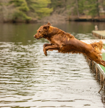 Chien dans un lac du Val de Loire où les chiens sont acceptés