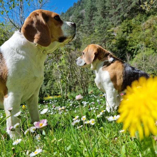 Chiens au Camping le Capelan en Lozère au coeur des Cévennes dans les Gorges du Tarn à Meyrueis