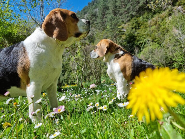 Chiens au Camping le Capelan en Lozère au coeur des Cévennes dans les Gorges du Tarn à Meyrueis