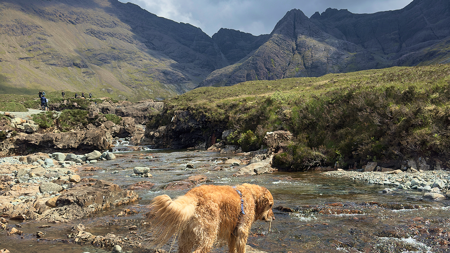 chien se baigne dans les Fairy Pools de l'Île de Skye en Ecosse