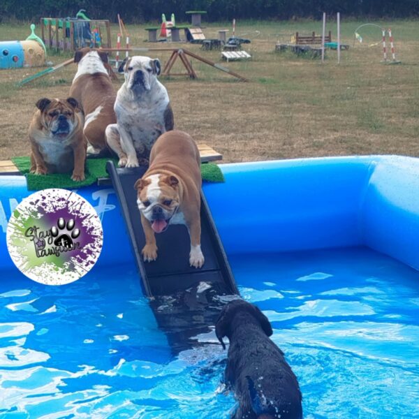 Piscine pour chien avec accès facilité au Complexe Canin Stay Pawsitive à Courçais dans l' Allier