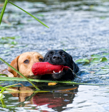 Chiens dans un lac de Normandie où les chiens sont acceptés