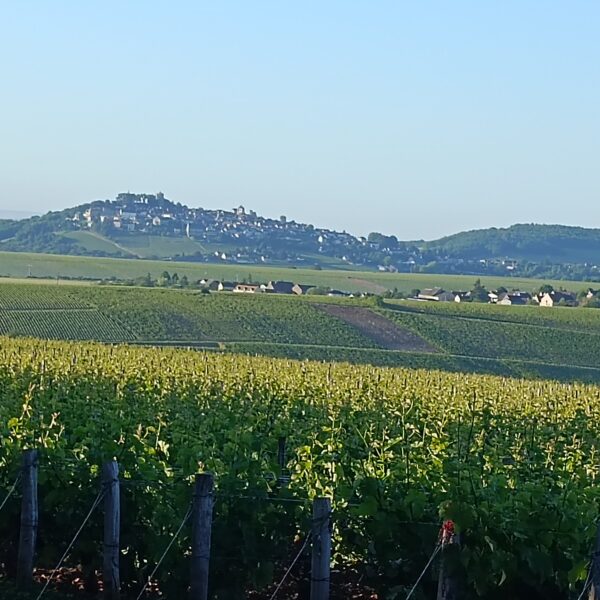 Champs autour du du Gîte des Moineaux dans le Cher en Centre Val de Loire