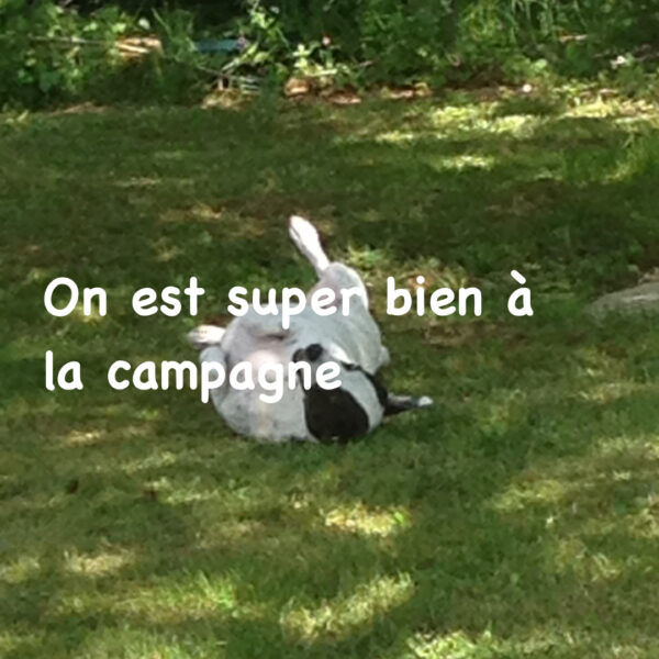 Chien se roulant dans l'herbe du Gîte des Moineaux dans le Cher en Centre Val de Loire