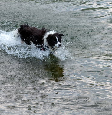 Chien au lac de Trémelin où les chiens sont acceptés, à Iffendic, en Ille-et-Vilaine, en Bretagne