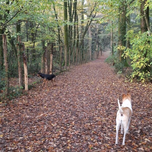 Chien en promenade dans les bois du Gîte Le Pavillon de Chasse au Petit Brusson dans les Deux Sèvres à Pamplie proche de Niort