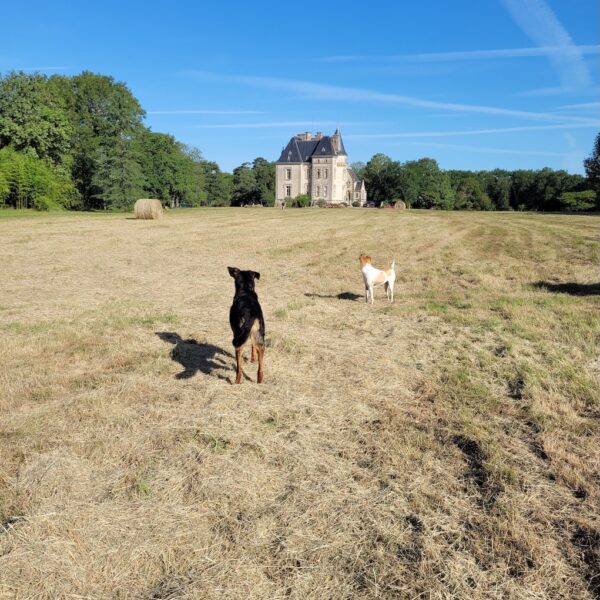 Chiens en balade sur le domaine du Gîte Le Pavillon de Chasse au Petit Brusson dans les Deux Sèvres à Pamplie proche de Niort