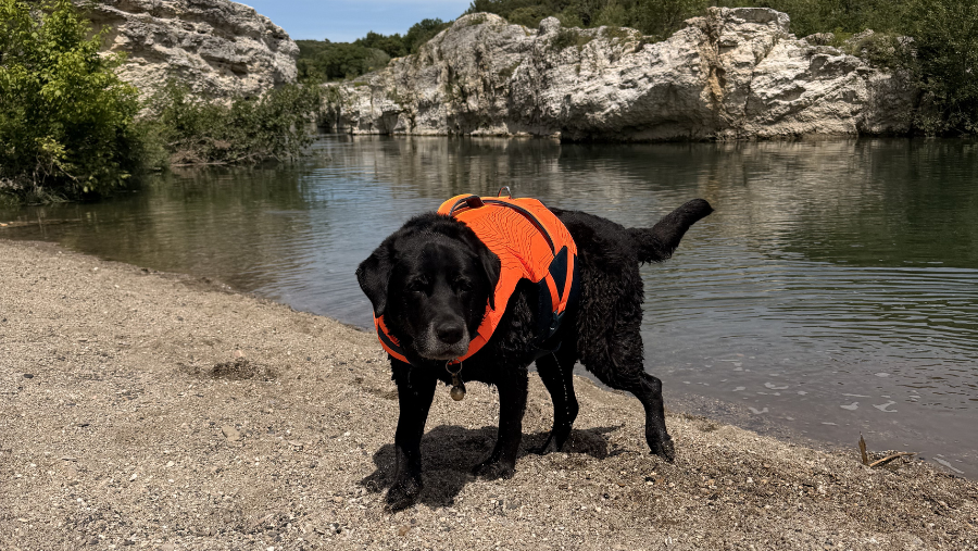 Gilet de flottaison pour chien Decathlon : les coulisses de conception et mon test avec Musher