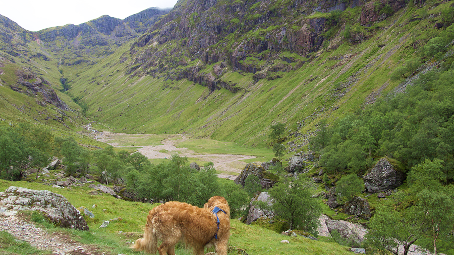 Plus beau paysage d'Ecosse avec un chien : les Three Sisters dans les Highland