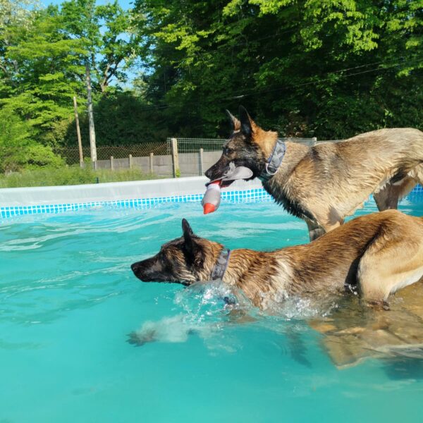 Chien dans la Piscine pour Chiens de Sens à Nailly dans l' Yonne